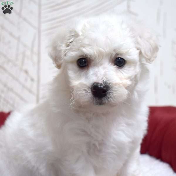 Mittens, Bichon Frise Puppy